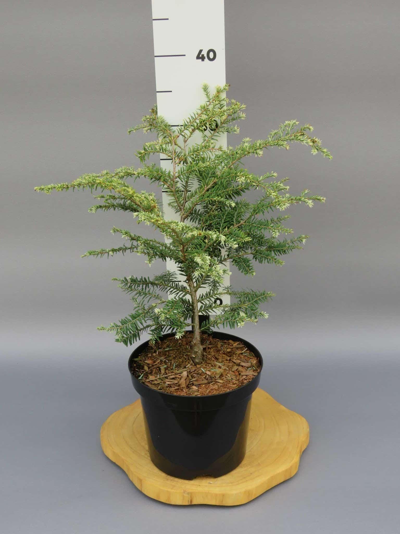 Tsuga Canadensis Gentsch White - View 9 from www redcrocus com