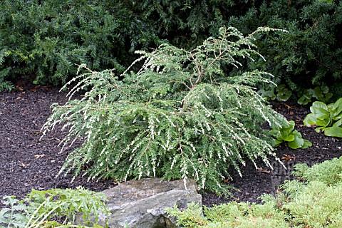 Tsuga Canadensis Gentsh White - View 15 from www redcrocus com