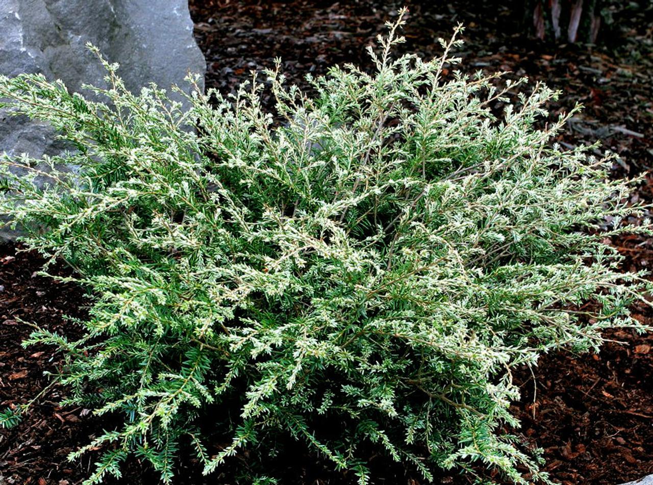 Tsuga Canadensis Gentsh White - View 2 from www redcrocus com