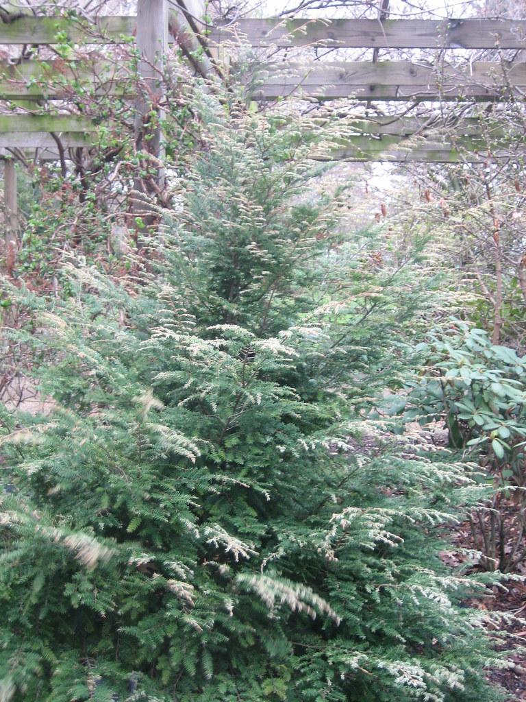 Tsuga Canadensis Gentsh White - View 5 from www redcrocus com