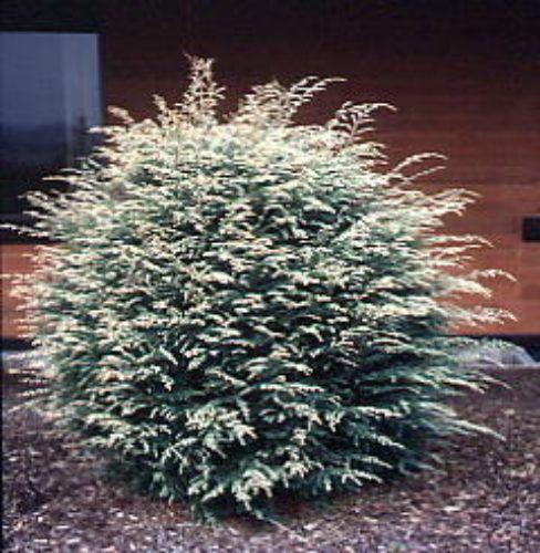 Tsuga Canadensis Gentsh White - View 7 from www redcrocus com
