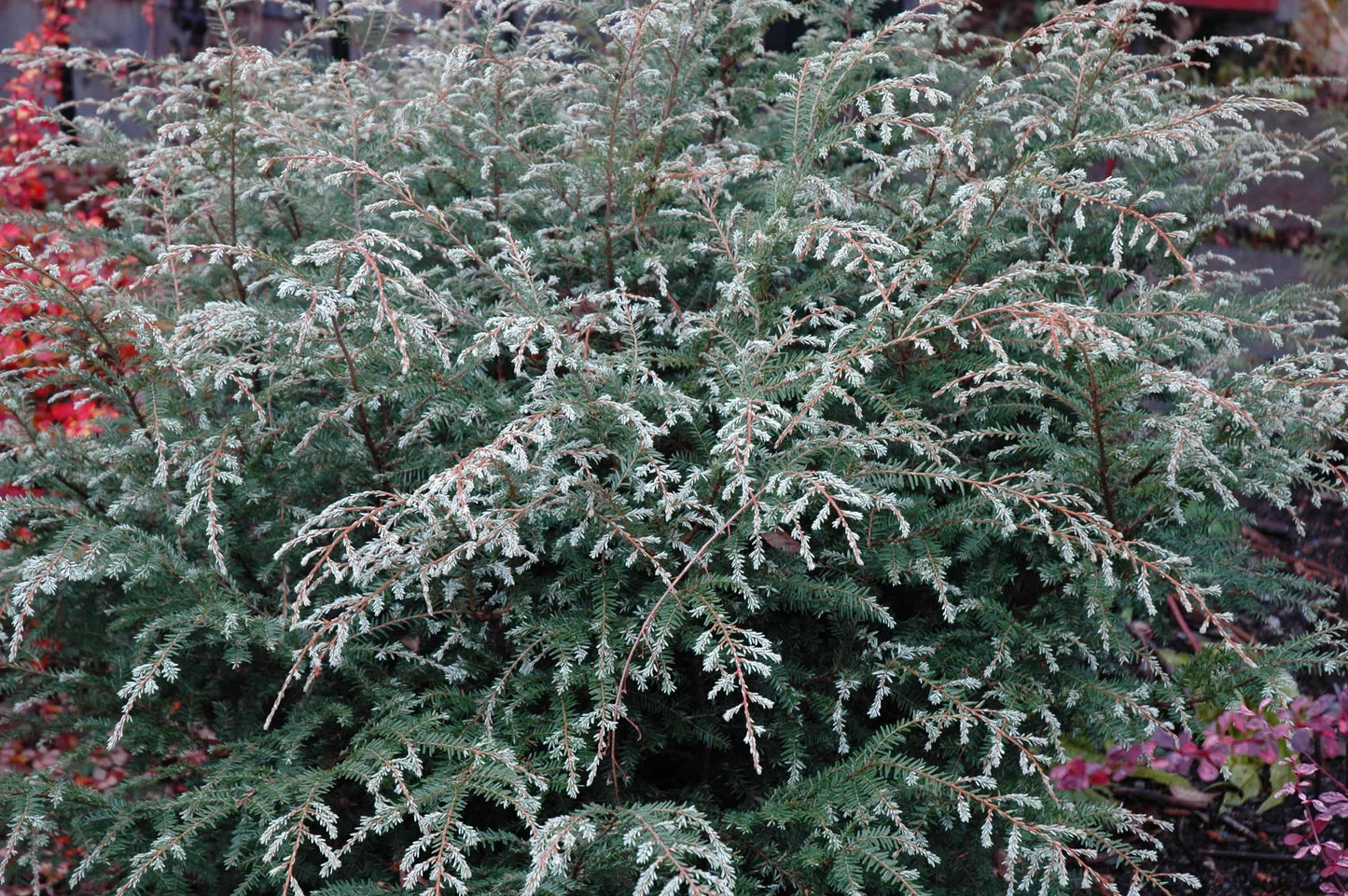 Tsuga Canadensis Gentsh White - View 8 from www redcrocus com