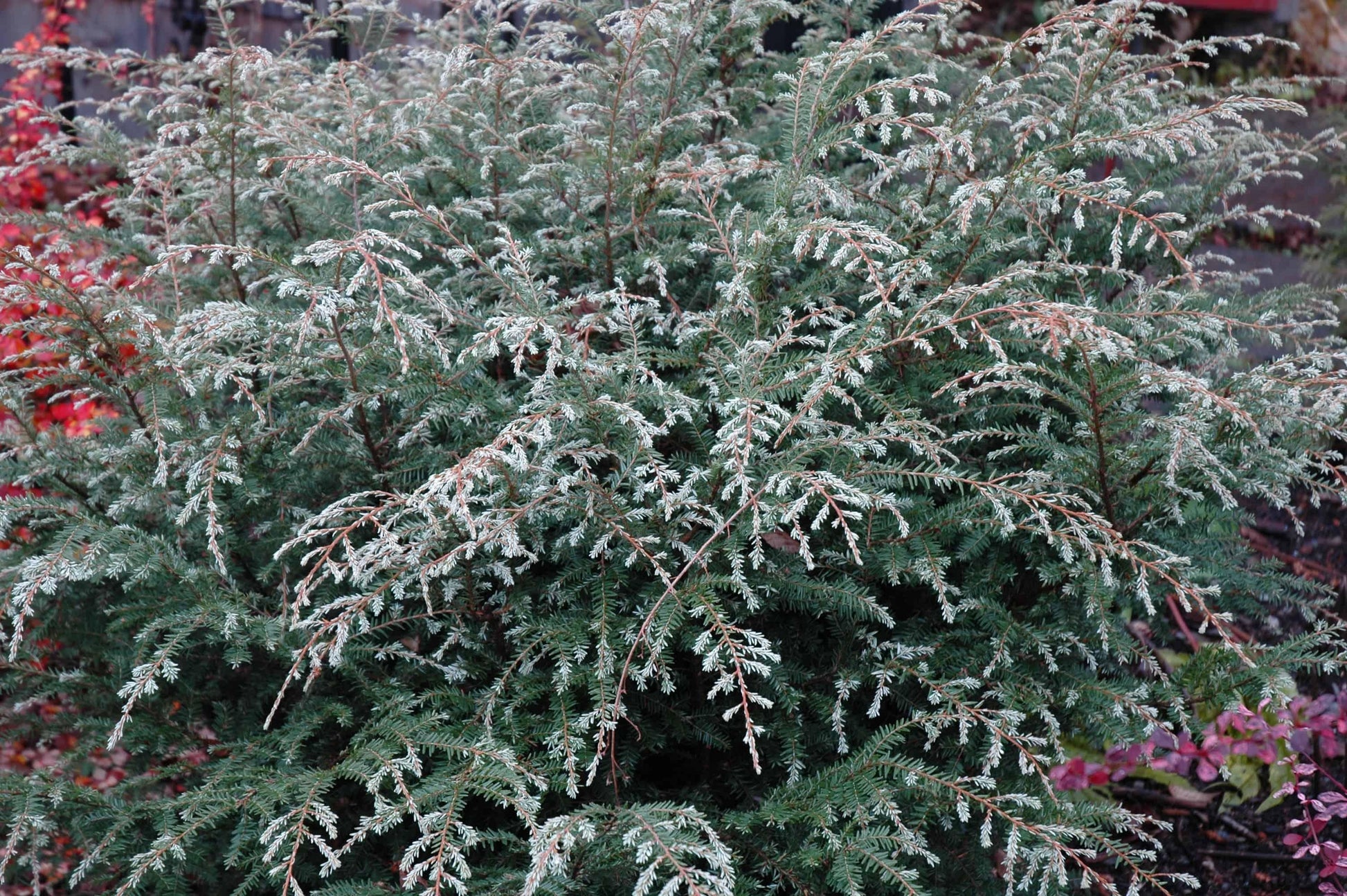 Tsuga Canadensis Gentsh White - View 8 from www redcrocus com