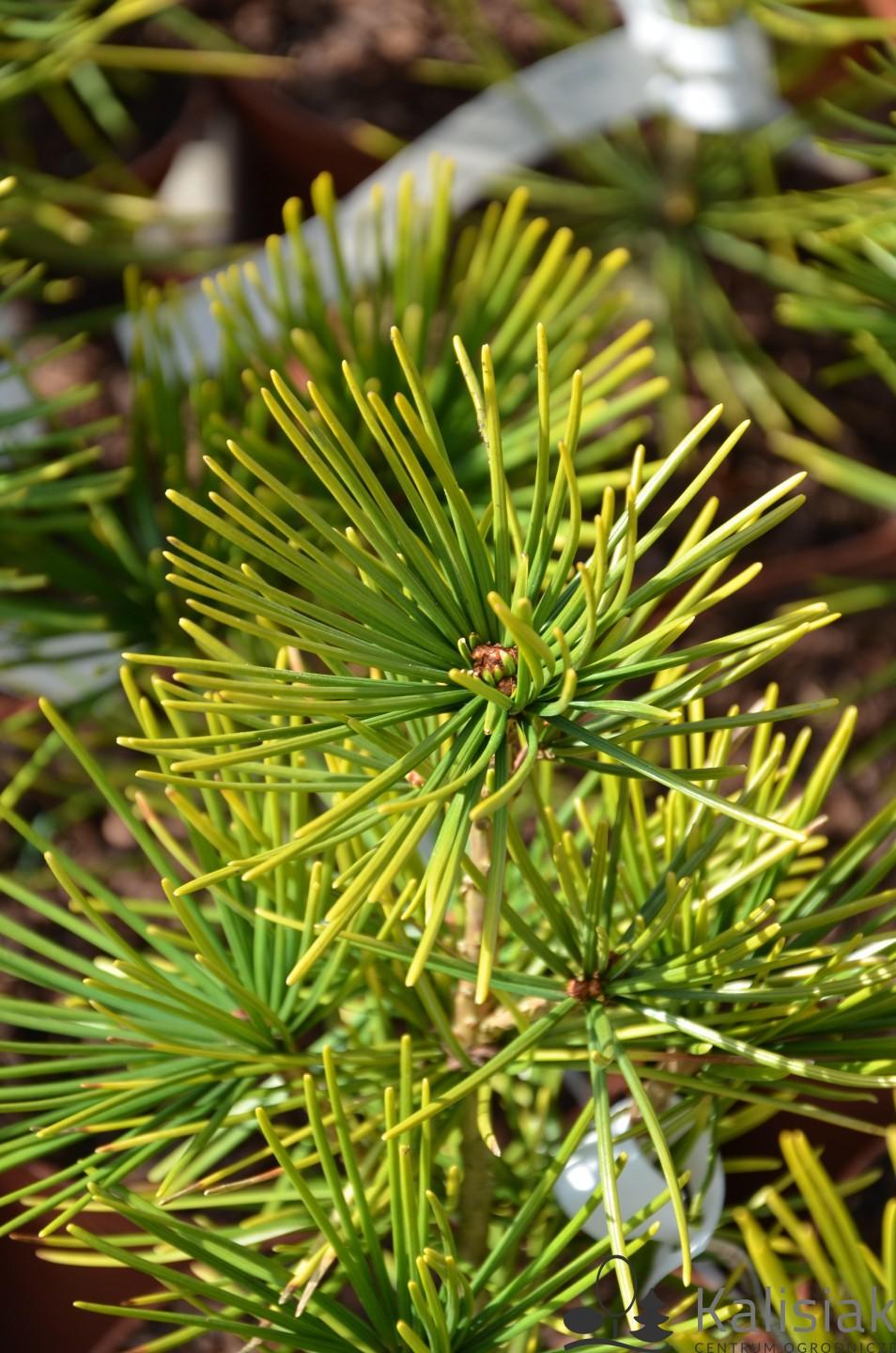 Sciadopitys Verticillata - View 14 from www redcrocus com
