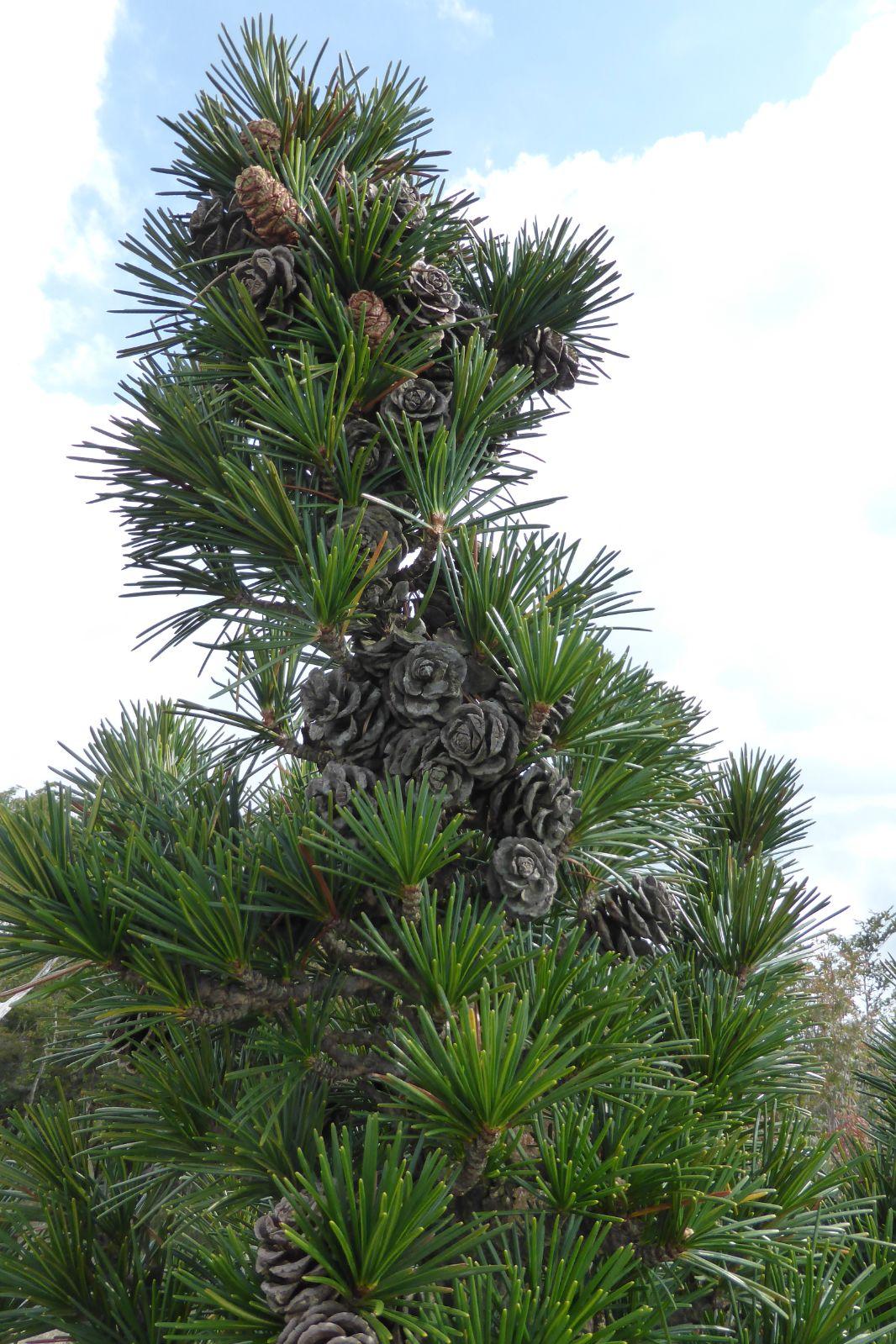 Sciadopitys Verticillata - View 17 from www redcrocus com