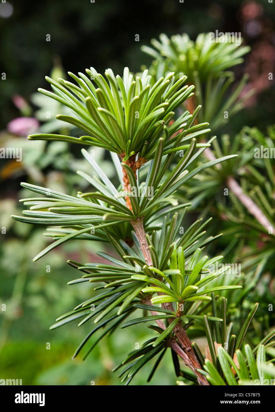 Sciadopitys Verticillata - View 18 from www redcrocus com