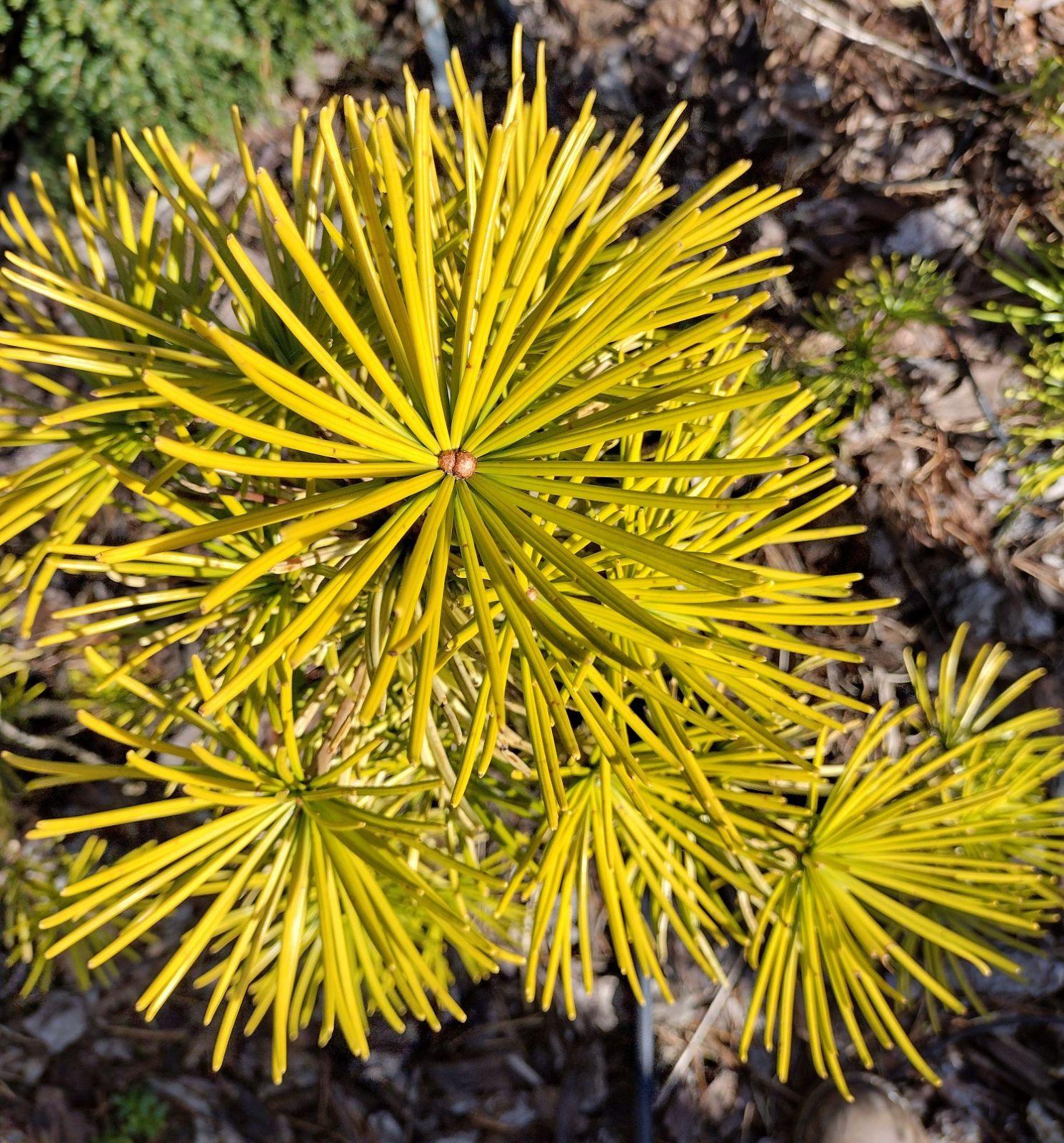 Sciadopitys Verticillata - View 6 from www redcrocus com