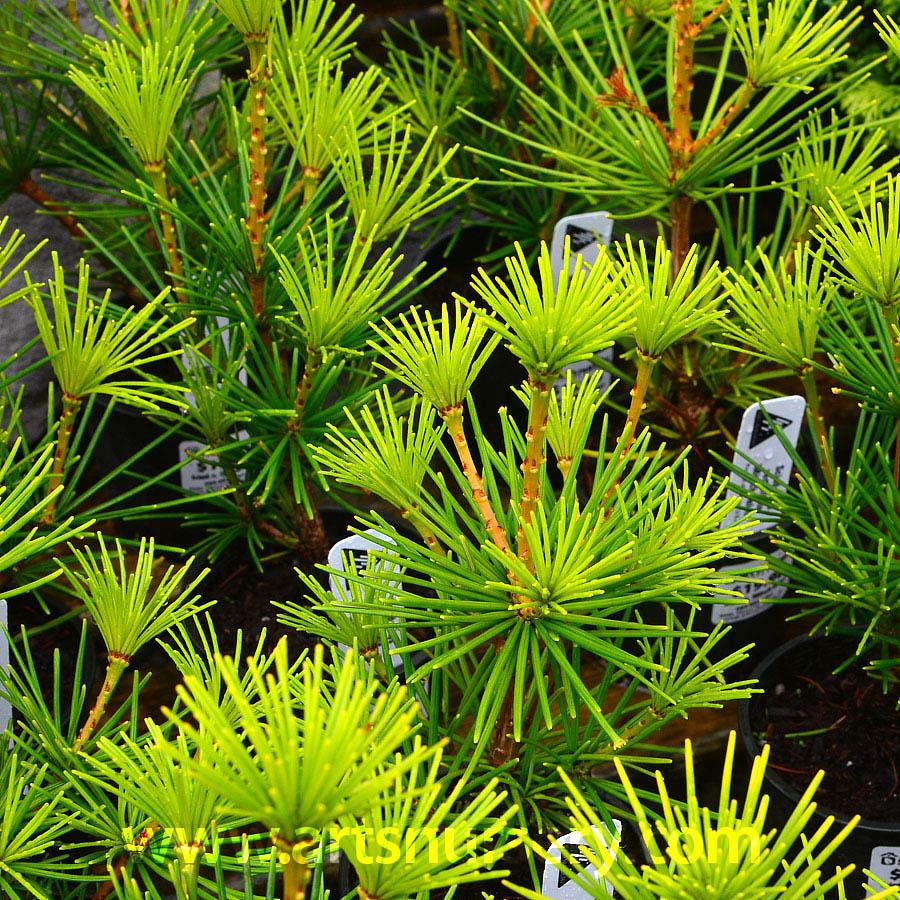 Sciadopitys Verticillata - View 8 from www redcrocus com