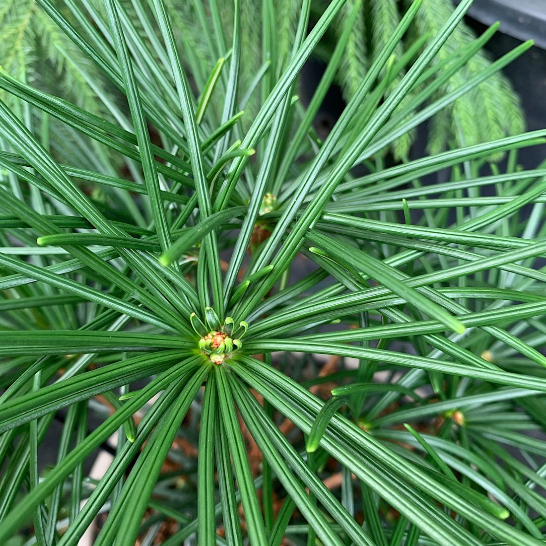 Sciadopitys Verticillata - View 9 from www redcrocus com