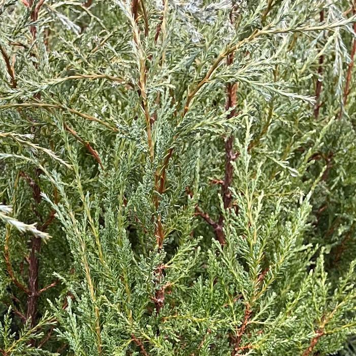 Juniperus Scopulorum 'woodward' - View 10 from www redcrocus com