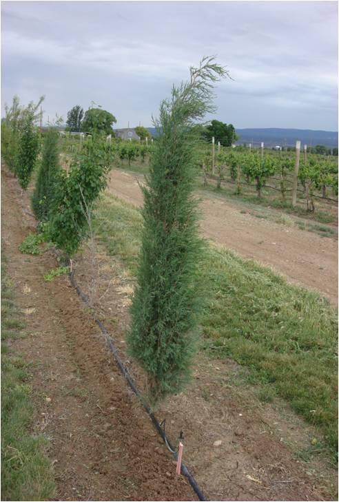 Juniperus Scopulorum 'woodward' - View 12 from www redcrocus com