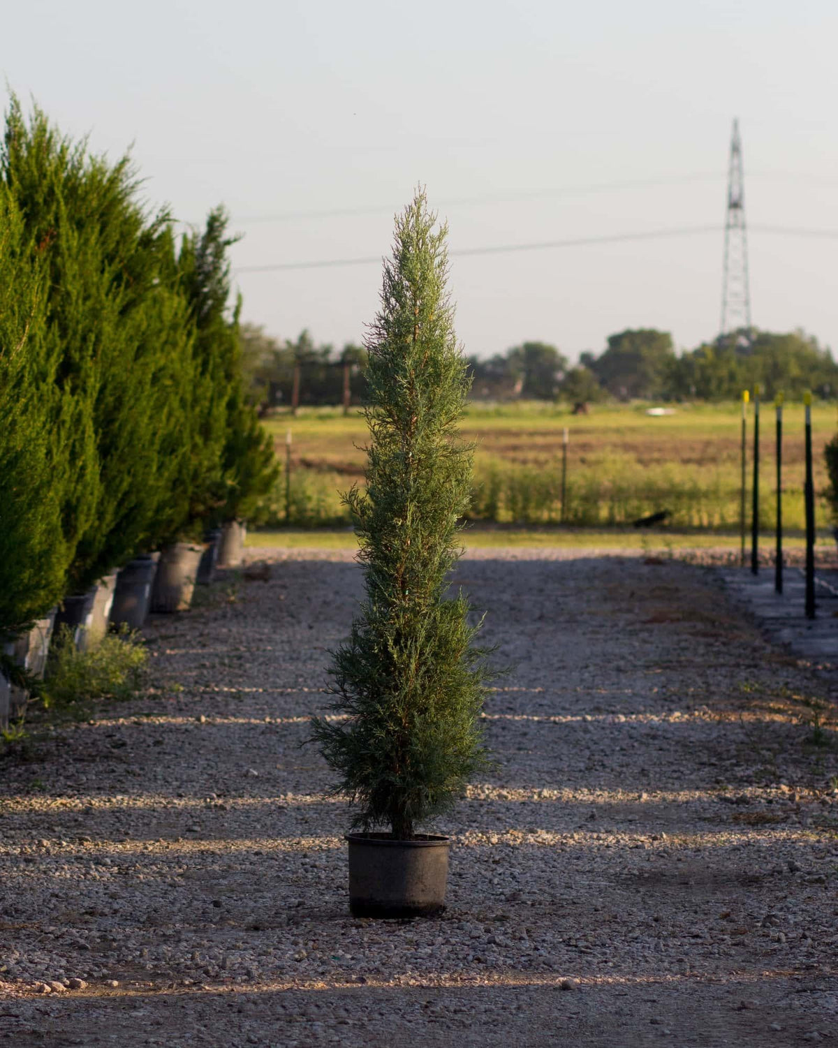 Juniperus Scopulorum 'woodward' - View 13 from www redcrocus com
