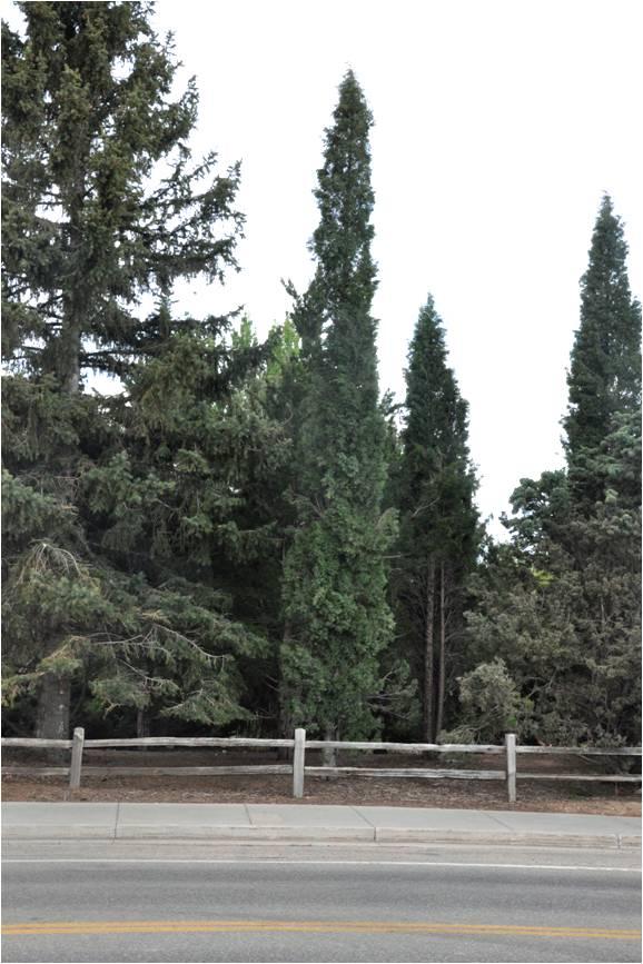 Juniperus Scopulorum 'woodward' - View 17 from www redcrocus com