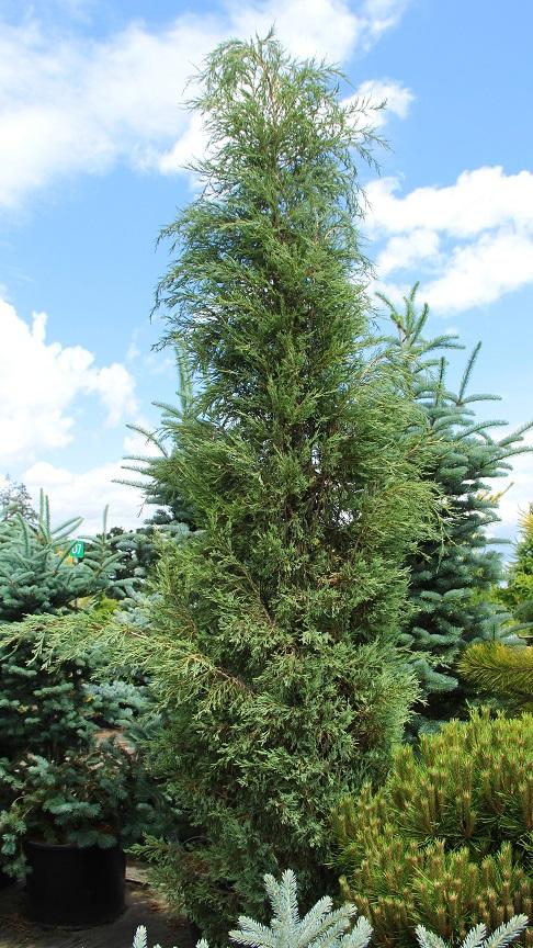 Juniperus Scopulorum 'woodward' - View 1 from www redcrocus com