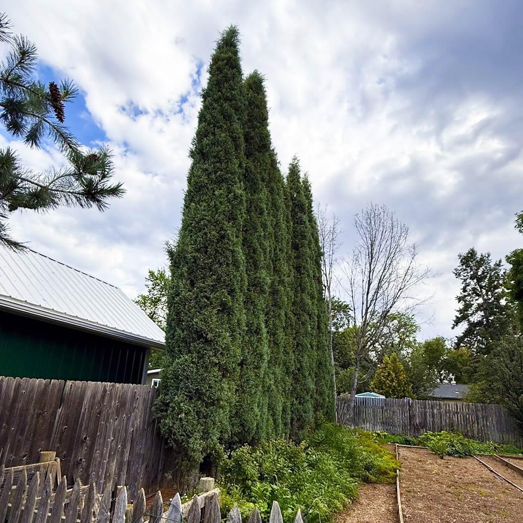 Juniperus Scopulorum 'woodward' - View 23 from www redcrocus com