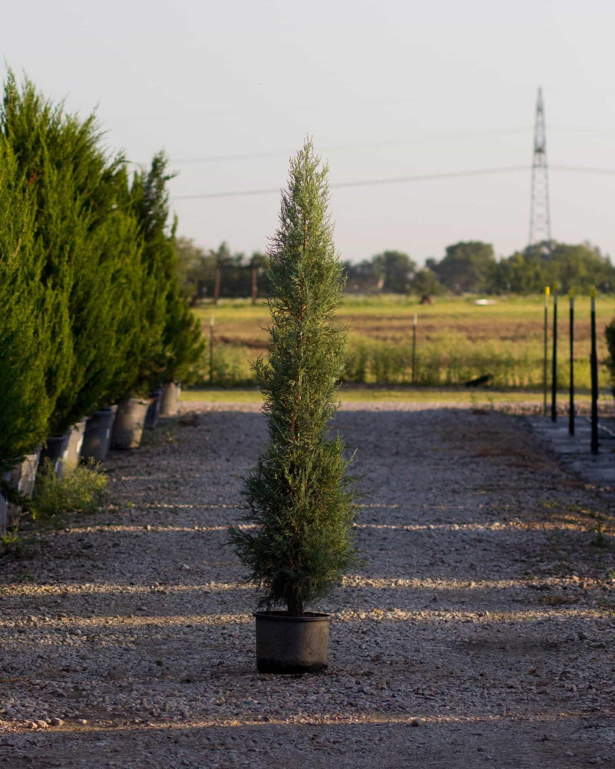 Juniperus Scopulorum 'woodward' - View 24 from www redcrocus com