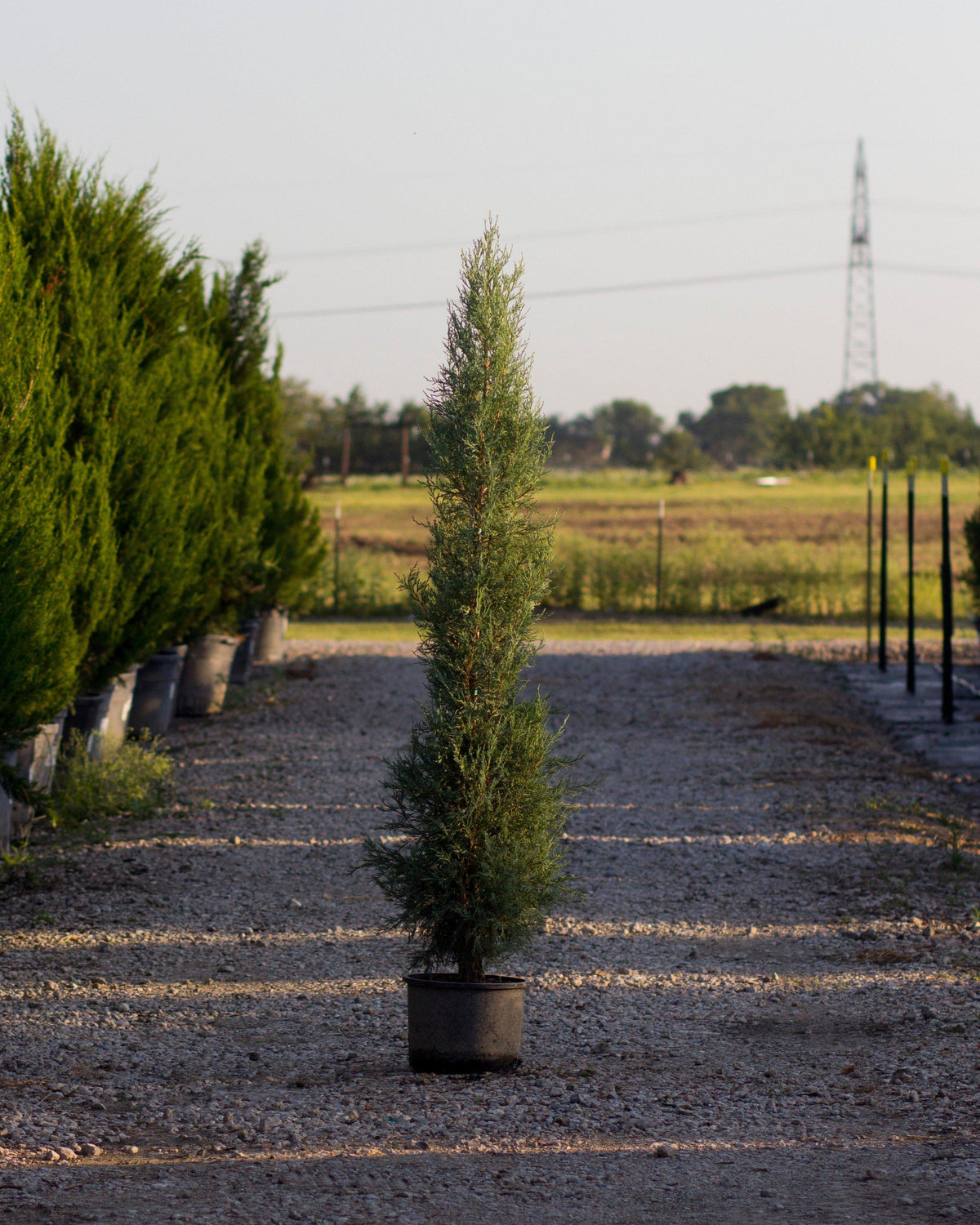 Juniperus Scopulorum 'woodward' - View 26 from www redcrocus com