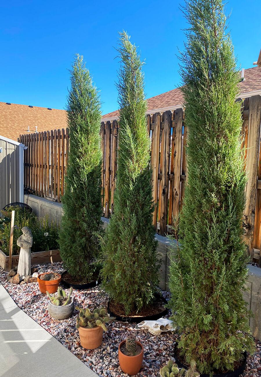 Juniperus Scopulorum 'woodward' - View 31 from www redcrocus com
