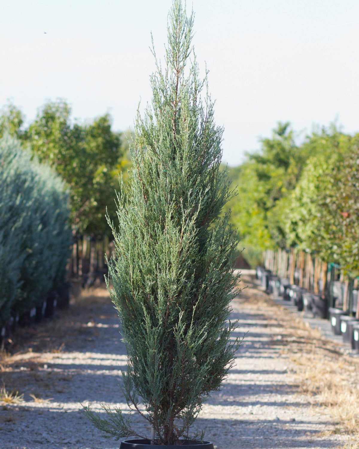 Juniperus Scopulorum 'woodward' - View 33 from www redcrocus com