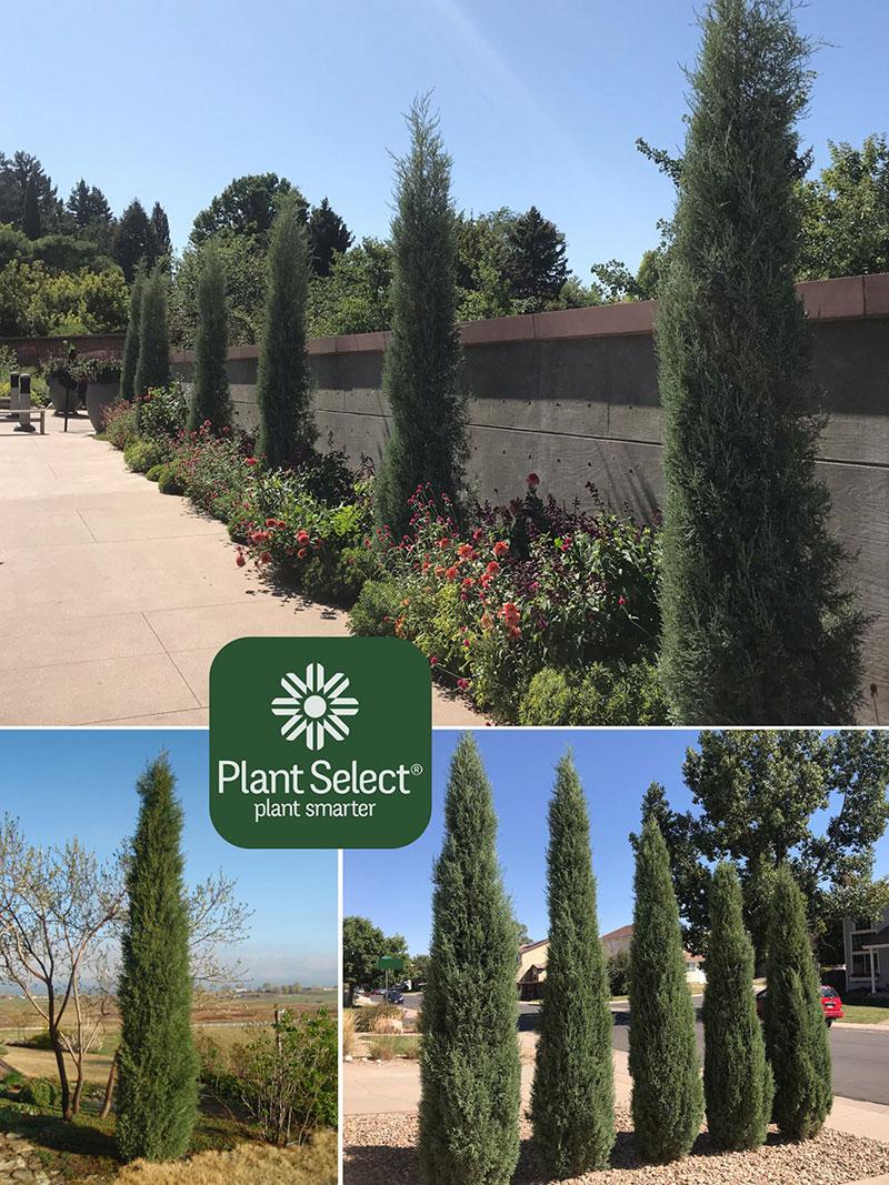 Juniperus Scopulorum 'woodward' - View 4 from www redcrocus com