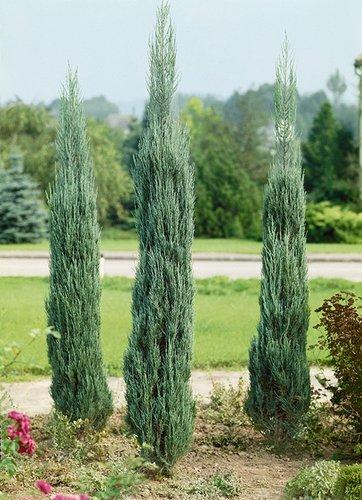 Juniperus Scopulorum 'woodward' - View 9 from www redcrocus com