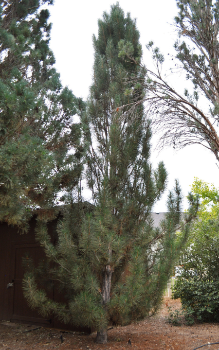 Pinus Nigra 'arnold Sentinel' - View 7 from www redcrocus com