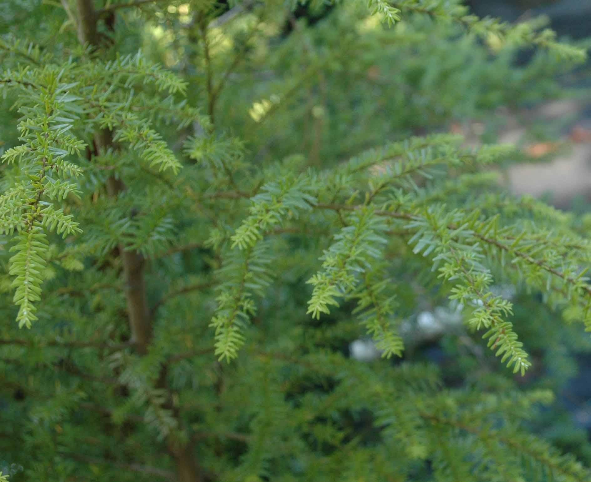 Tsuga Heterophylla Thorsen S Weeping - View 17 from www redcrocus com