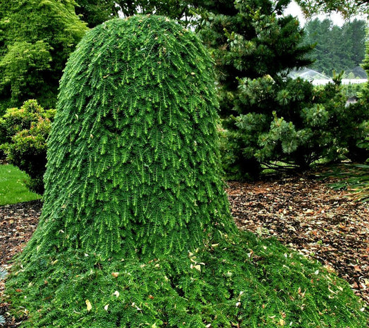 Tsuga Heterophylla Thorsen S Weeping - View 1 from www redcrocus com