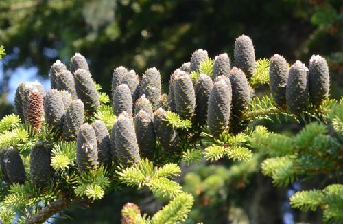 Abies Balsamea X Phanerolepis - View 12 from www redcrocus com