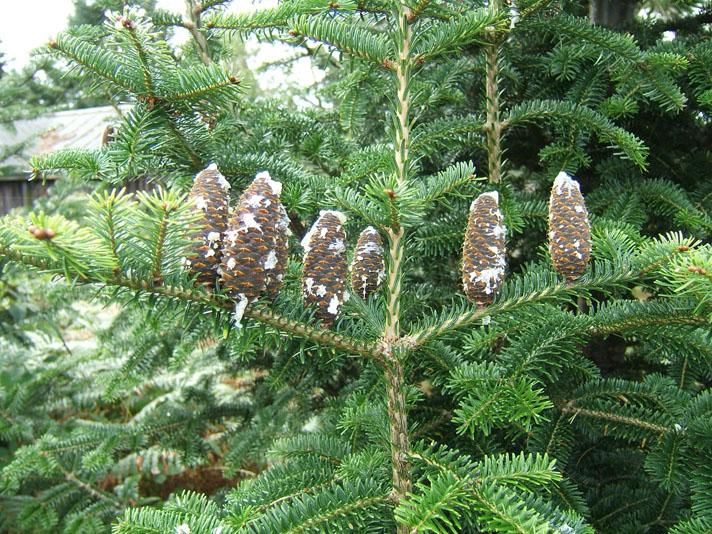 Abies Balsamea X Phanerolepis - View 13 from www redcrocus com