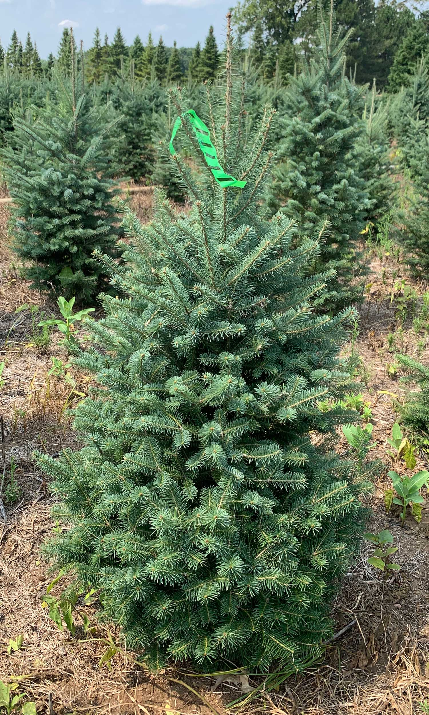 Abies Balsamea X Phanerolepis - View 15 from www redcrocus com