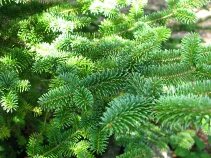Abies Balsamea X Phanerolepis - View 15 from www redcrocus com