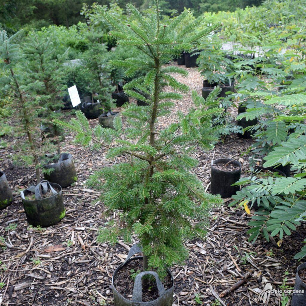 Abies Balsamea X Phanerolepis - View 16 from www redcrocus com