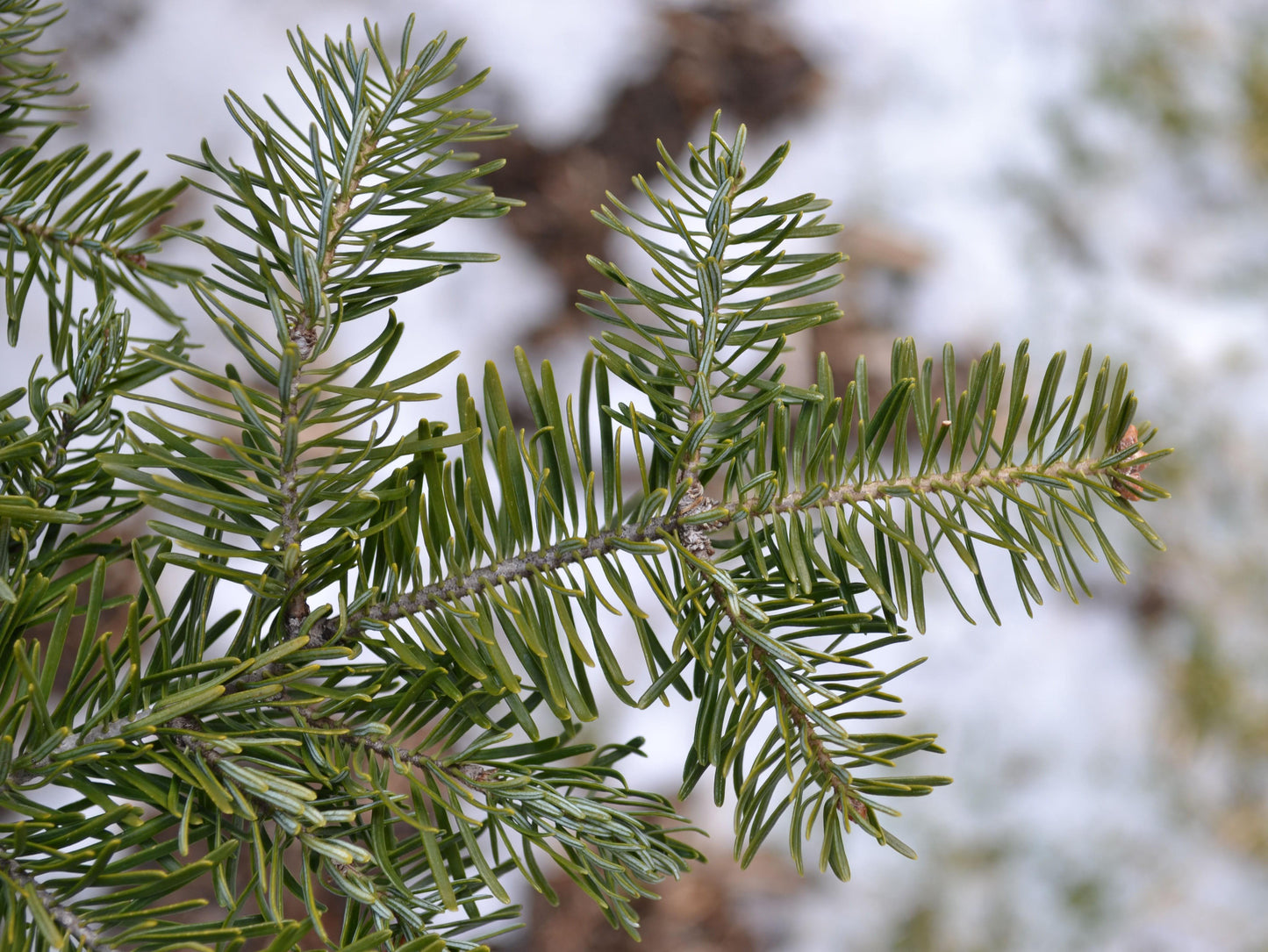 Abies Balsamea X Phanerolepis - View 17 from www redcrocus com