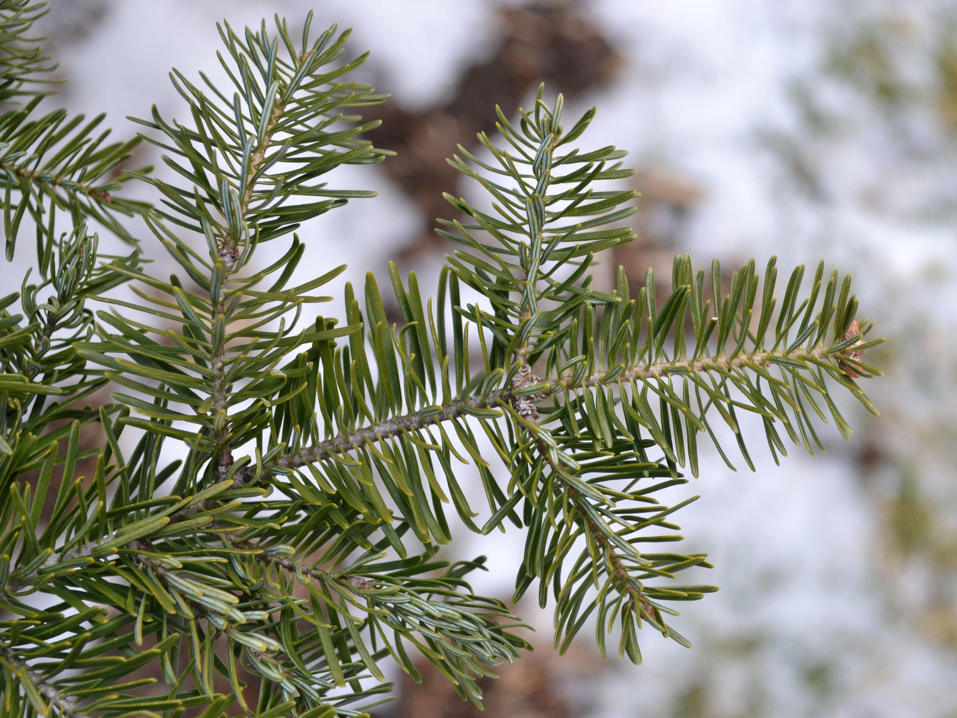 Abies Balsamea X Phanerolepis - View 17 from www redcrocus com