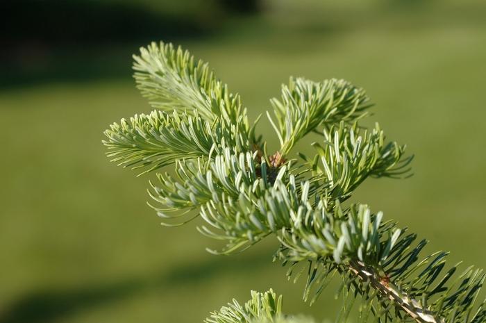 Abies Balsamea X Phanerolepis - View 18 from www redcrocus com