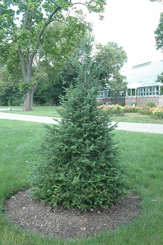 Abies Balsamea X Phanerolepis - View 19 from www redcrocus com