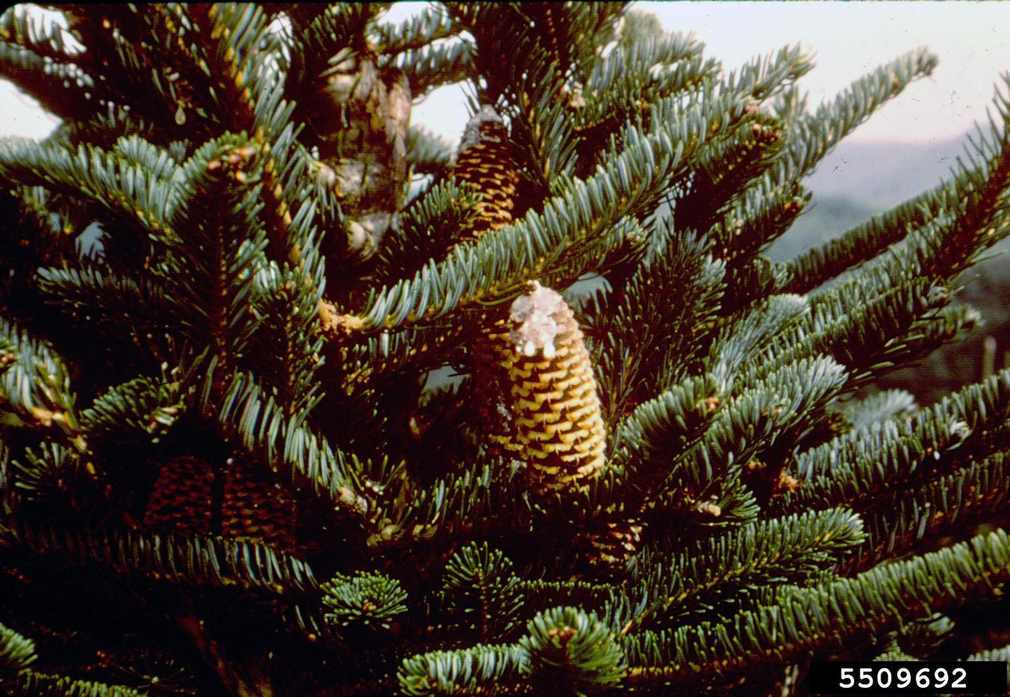 Abies Balsamea X Phanerolepis - View 7 from www redcrocus com