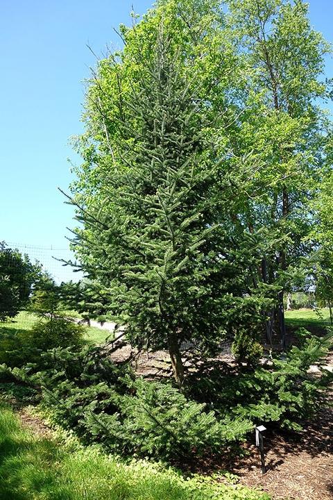 Abies Balsamea X Phanerolepis - View 8 from www redcrocus com