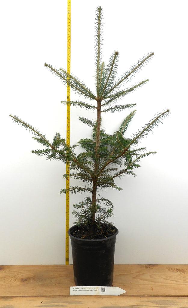 Abies Balsamea X Phanerolepis - View 9 from www redcrocus com