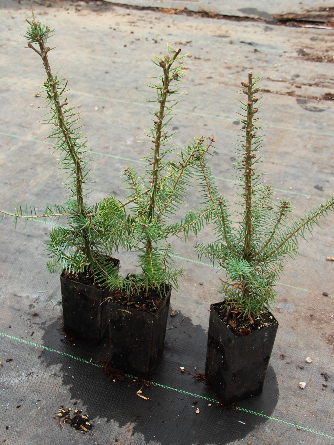 Abies Balsamea X Phanerolepis - View 10 from www redcrocus com