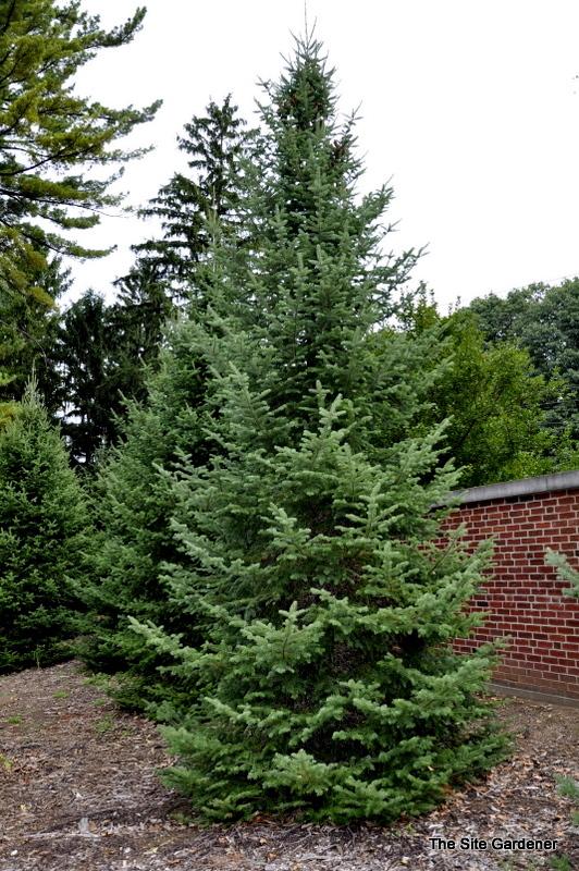 Abies Balsamea X Phanerolepis - View 1 from www redcrocus com