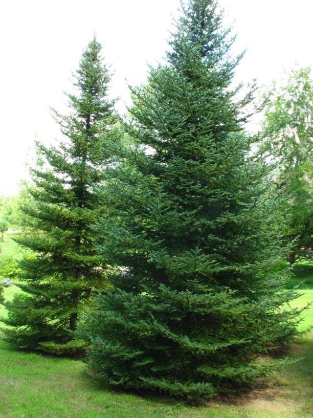 Abies Balsamea X Phanerolepis - View 2 from www redcrocus com
