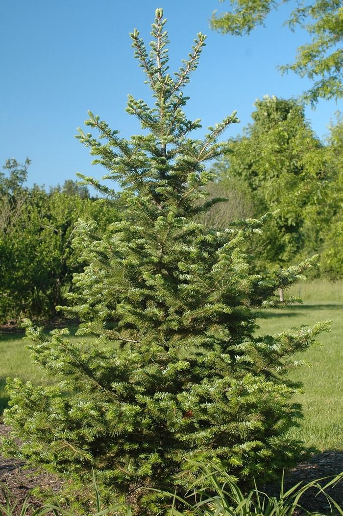Abies Balsamea X Phanerolepis - View 4 from www redcrocus com