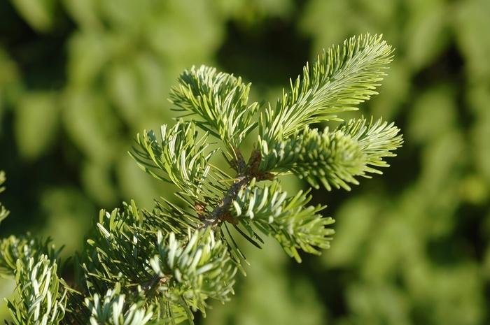 Abies Balsamea X Phanerolepis - View 5 from www redcrocus com