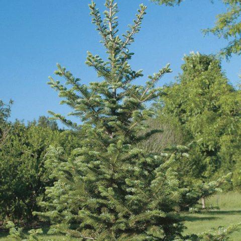 Abies Balsamea X Phanerolepis - View 6 from www redcrocus com