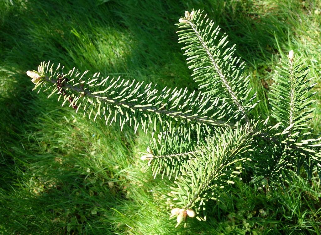 Abies Balsamea X Phanerolepis - View 9 from www redcrocus com