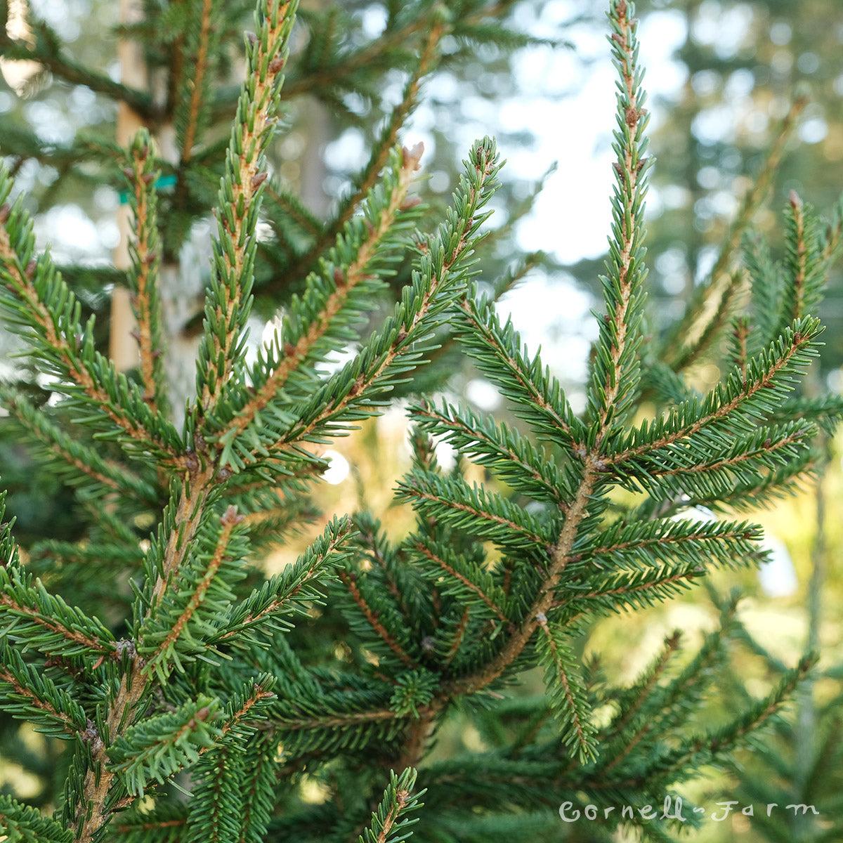 Picea Orientalis 'gowdy' - View 19 from www redcrocus com