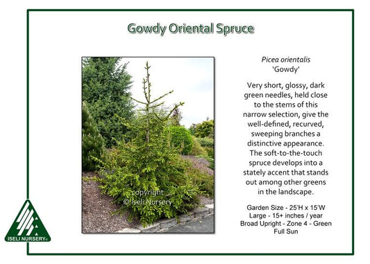 Picea Orientalis 'gowdy' - View 1 from www redcrocus com