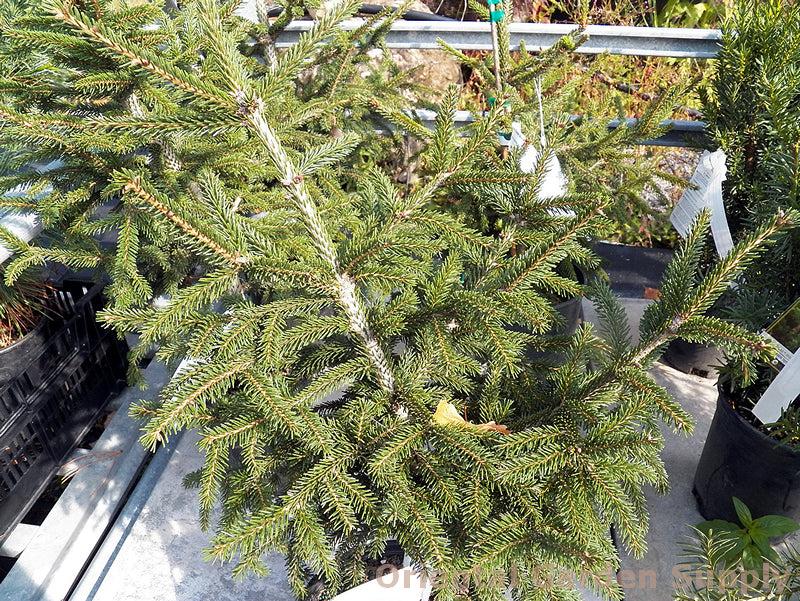 Picea Orientalis 'gowdy' - View 20 from www redcrocus com